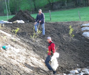 Die ersten Büsche werden von Herbert und Fredi eingesetzt